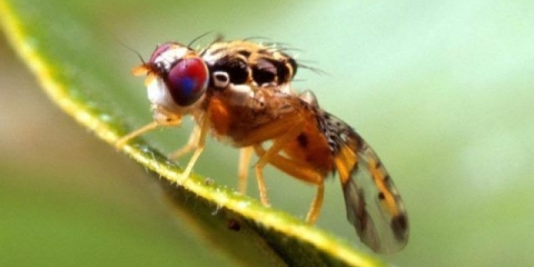 Muha dinja: fotografija, opis, metode borbe